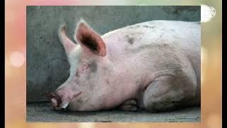 Swine fever hog cholera Control management prevention on Pig farm सूकर पालन कैसे करें 