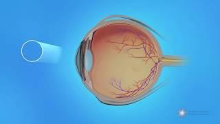 Peripheral Vision and Central Vision in the Retina