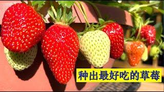 How to grow the sweetest strawberries. 怎样种出最甜的草莓。草莓正确的浇水和施肥。