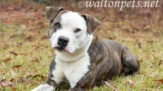 American Bulldog "Ollie" for adoption at waltonpets.net