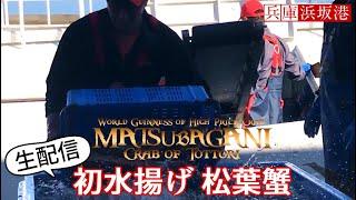 ライブ 生配信 緊急！初水揚げ 日本海 松葉蟹 かに 漁 水揚げ 初セリ 兵庫県 浜坂漁港 japan crab