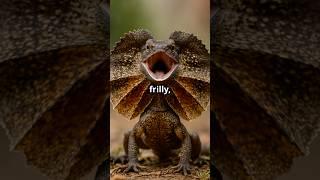 Frill-Neck Lizards: Aussie Dragons with a Bad Attitude #australia #lizard #australianwildlife