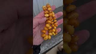 ЯНТАРНЫЕ БУСЫ НА НОВОГОДНЕЙ БАРАХОЛКЕ! AMBER NECKLACE AT THE NEW YEAR FLEA MARKET!