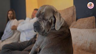 Skye the Dog Goes Crazy with Joy Every Time Her Mom Comes Home! You Won't Believe Her Reaction 