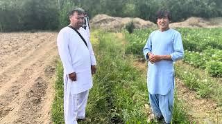 Village life in Jaghori #afghanistan زندگی روستایی جاغوری