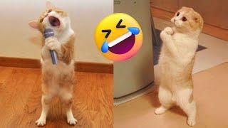 Funniest Cats  - Don't try to hold back Laughter  - Petopia TV