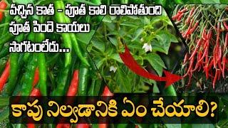 Chilli Flower Drop Solution: A - Z information || TFS Sagubadi #suryabhaskar