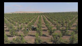 ORANIC WEED CONTROL - FREZZ - WALNUT ORCHARD  AT  WALNUTS.GE