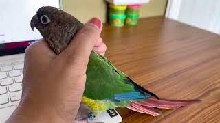 Conure bird demands attention