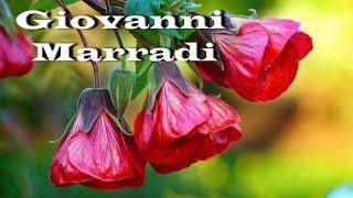  Джованни Марради -  Лучшее  Giovanni Marradi -  The best  (Beautiful flowers)