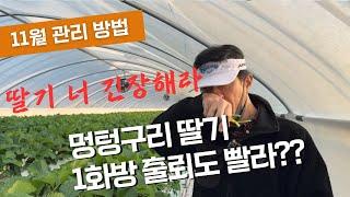 올해 딸기 재배 어려우시죠?? 앞으로 11월 관리잘하면 웃는일 만 있습니다