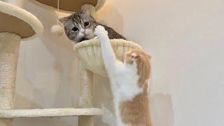 どうしても兄と一緒の場所で寝たい猫が我慢できなくなってこうなっちゃいました…笑