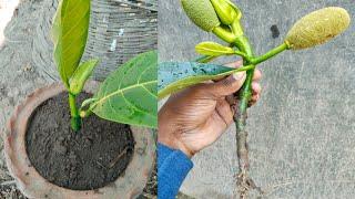 How To Propagate Jackfruit Tree Used Aloe Vera | How To Grow Jack Fruit At Home