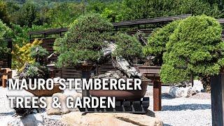 Mauro Stembergers bonsai trees & garden