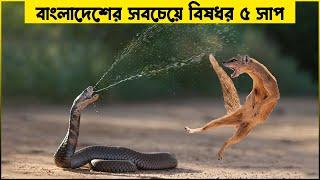 টপ ৫:  বাংলাদেশের সবচেয়ে বিষধর সাপ - FactsBD