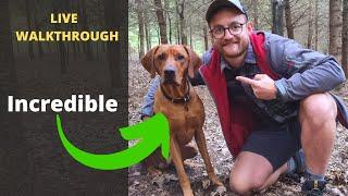 24 Hour Scent Detection In The Woods | Advanced Truffle Dog Training Walkthrough