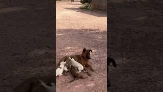 #Viswas Family #nature #pets