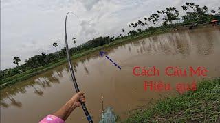 Fishing | Câu Đài | Tập 247 | Cách  Câu  Cá  Mè Hiệu  quả  | Nghiện Câu TV