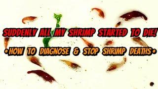 Within Hours, All My Cherry Shrimp Were Dying!  This is How Diagnose & Prevent Mystery Shrimp Deaths