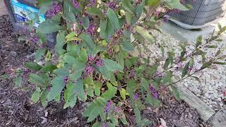 October Garden Tour.