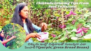 Broad Beans Growing Tips & Harvesting | Backyard Gardening | Chikkudu | USA telugu vlogs