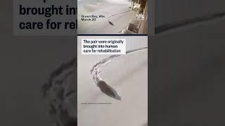 Two otters escape from Wisconsin zoo during snow storm