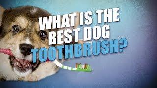 What Is the Best Dog Toothbrush?