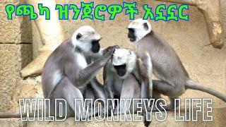 Wild Monkey Lifes / የጫካ ዝንጀሮ አኗኗር ከሚያምር ክላሲካል ጋር / Any Media