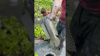 Asian village fishing #shorts