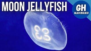 Species Spotlight - Moon jellyfish (Aurelia aurita)