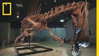 Bigger Than T. rex: Spinosaurus | National Geographic