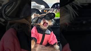 Viral Dog Photoshoot 