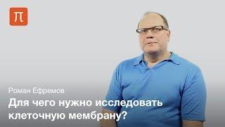 Динамическая гетерогенность биомембраны - Роман Ефремов