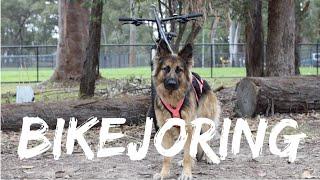 Bikejoring with my German Shepherd