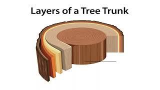 Layers of a Tree Trunk