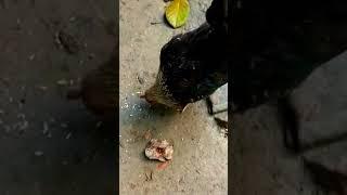 bantam chicken and breeds #rooster #viralvideo #roosters #roostercrowing #ayam #shortsvideo #chicken