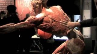 Body Worlds - Shoulder Injuries - A Kinetic Chain Approach - Ask Dr. Abelson