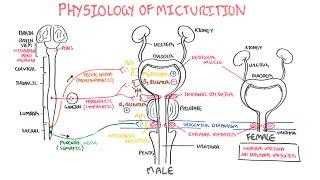 Physiology of Micturition