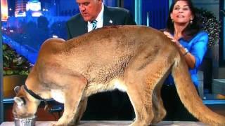 Mountain Lion & Lynx jump Jay Leno's desk! Lynx Kitten