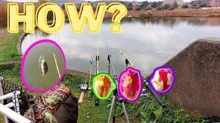 How to catch carp in south africa - spring - CarpFishing.Tips