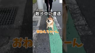 大好きなお姉ちゃん見つけた時の柴犬が可愛すぎる　#柴犬 #犬　#かわいい犬 #犬のいる暮らし #癒し