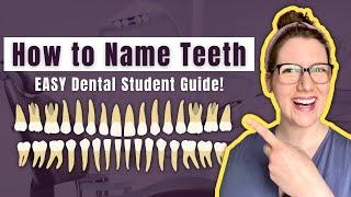 Basic Dental Terminology for Tooth Classification Made EASY | Dental Student Study Guide