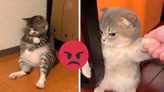 Funniest Animals 2023 | Best Funny Cats and Dogs | Petopia TV