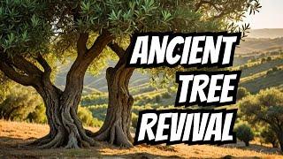 Reviving Ancient Olive Tree Our Central Portugal Adventure �