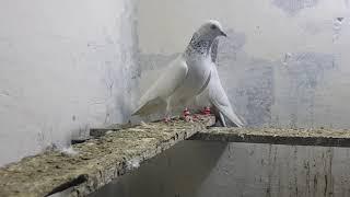 Senior Pigeon Lover Ustad Sheikh Ayub of Gujranwala Part 3