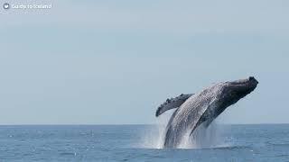 Whale Watching Tour from Húsavík, Iceland