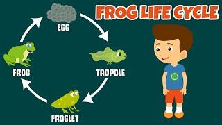 The Life Cycle of a Frog | Frog Life Cycle | Video for Kids