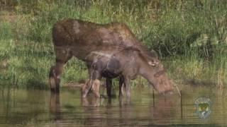 Face of Conservation-Steve Nadeau