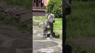 Шикарный мальчик ! Окрас голубой солид 🩵 #прайтер #pitbull #dog #булли #голубойщенок #
