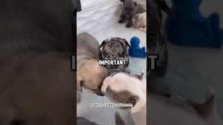 Visit pawz-n-clawzpuppies.com for more info on my Frenchie puppies!￼ #frenchbulldoglove #puppyface